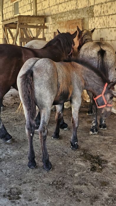 Schimb doar cu vaci, tauri sau vitei-Iapă, manza tânără  de 2 ani si 3