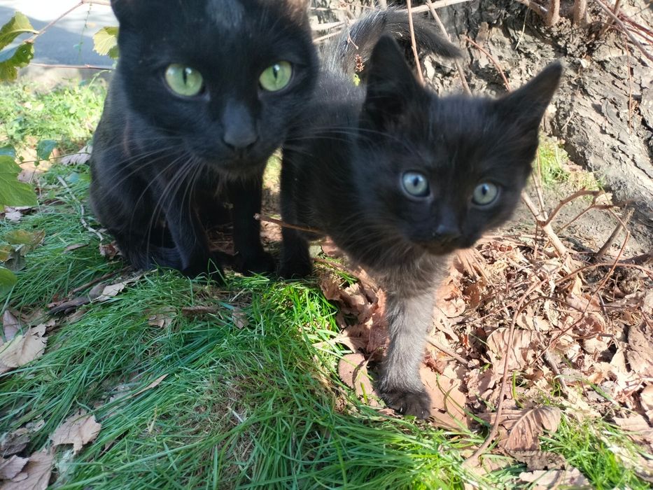 Срочно!!! Котенок с мамой остались без крыши над головой!