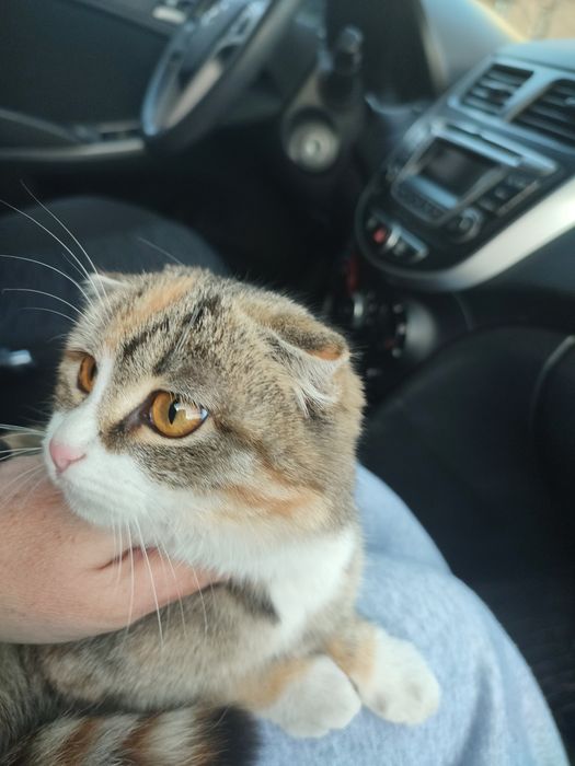 Отдам кошечку ,чистая домашняя