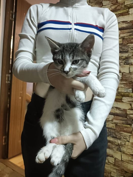 Donez pui pisică