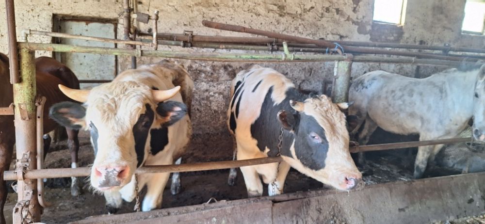 Бикове телета 6лв на кг варненско