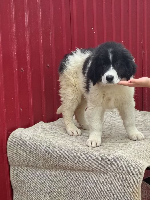 Pui Ciobanesc bucovina