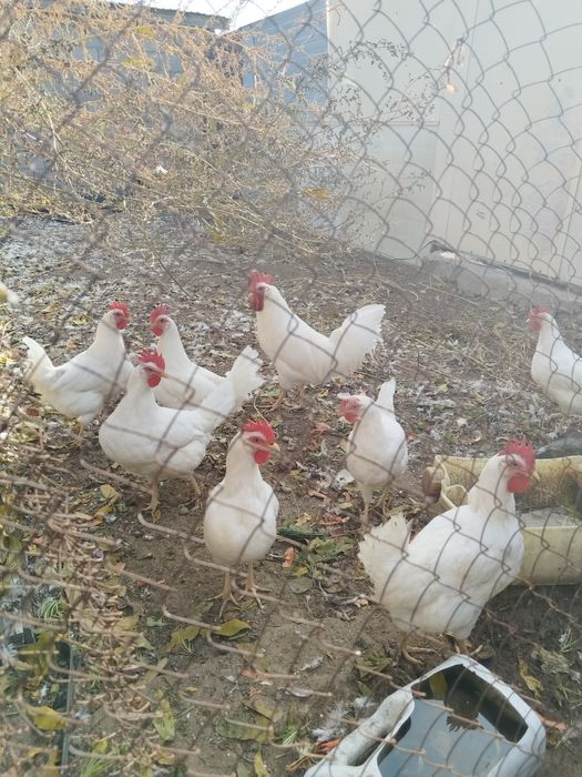Продам кур домашние