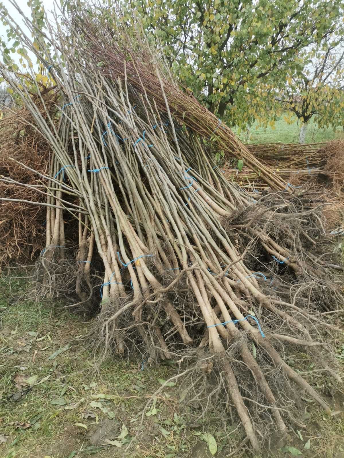 pomi fructiferi si puieti de nuc