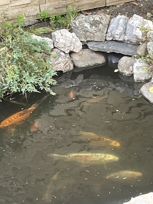 Crapi Koi si Koi butterfly