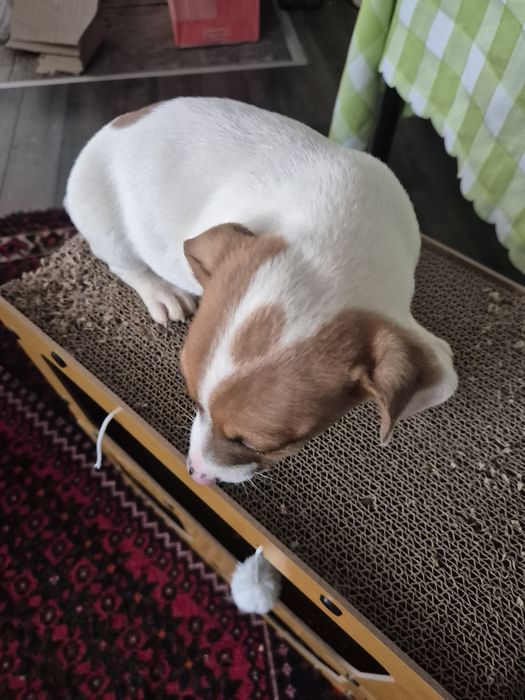 Чистокръвни джак ръсели