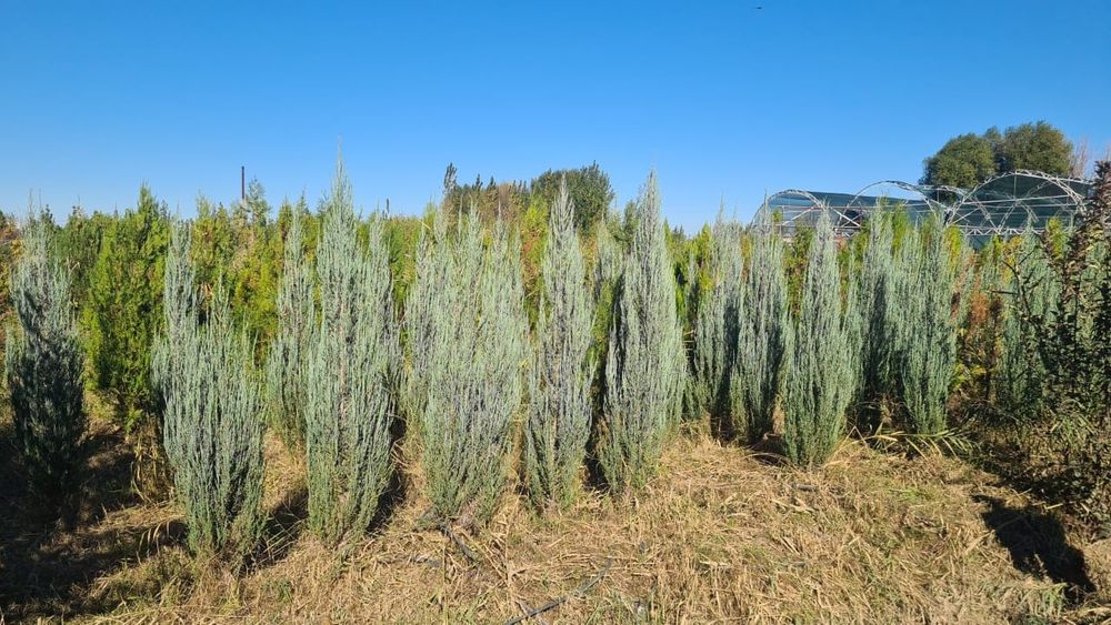 Маживельник, Туя.