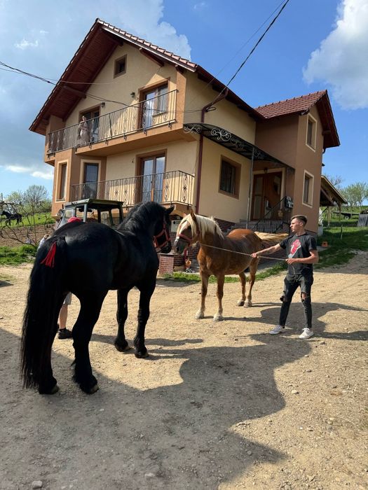 Vând iapă de 7 ani