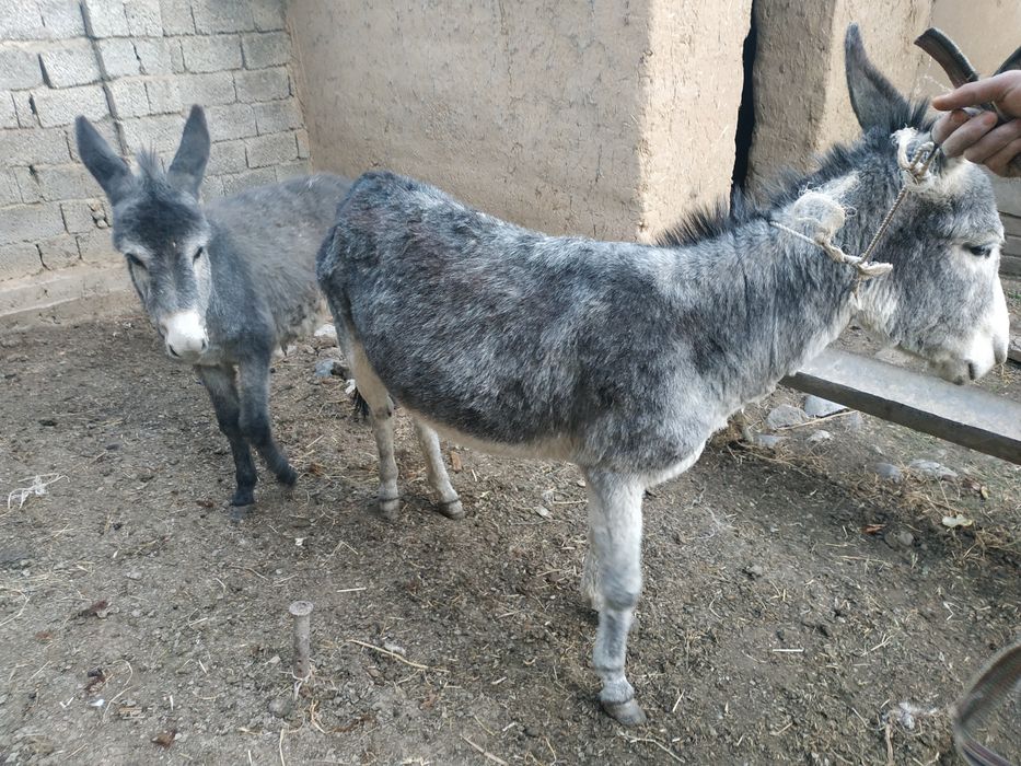 Eshak sotiladi ona bola