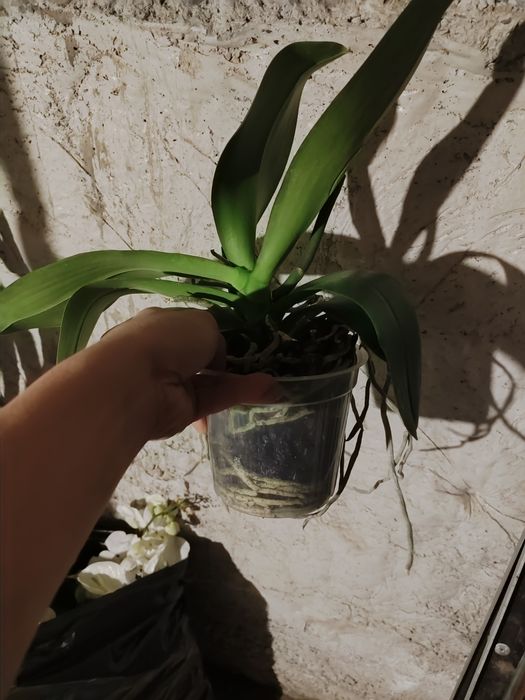 Отцветашка орхидея гигант