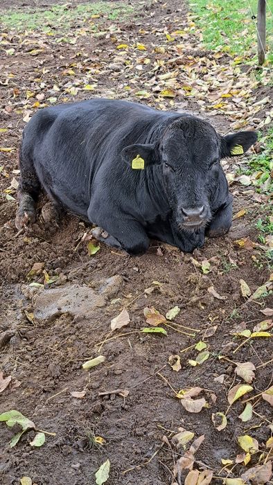 Прясно Телешко Месо