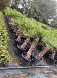 Palmieri Trachycarpus Fortunei