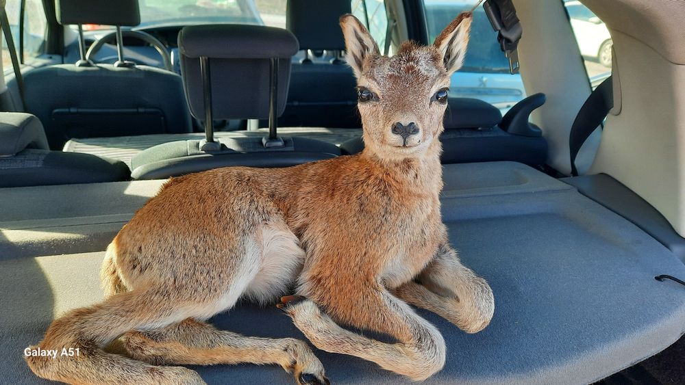 Препариран трофей. Сърна