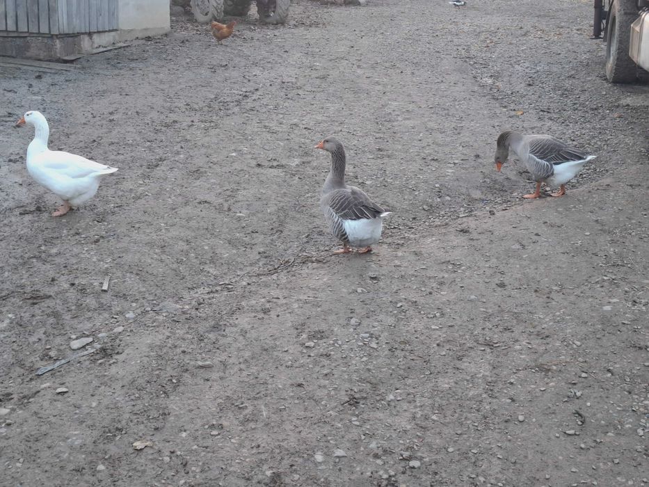 Vând gâște românești