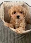 Maltipoo Băiat B