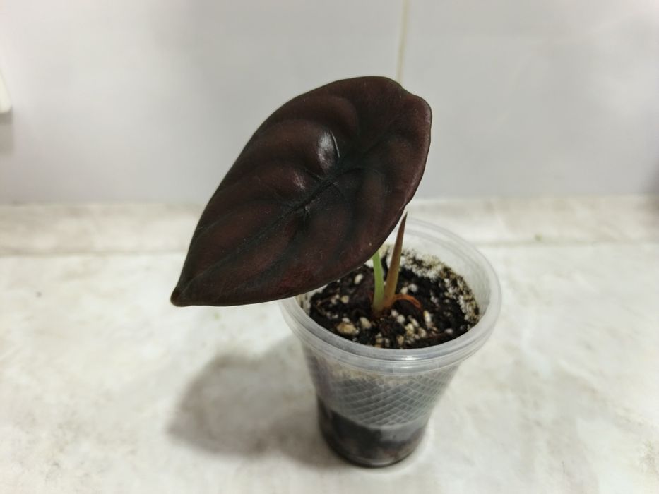 Продаются алоказии Ред Сикред, Мело