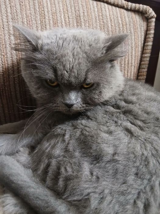 Продаётся британец