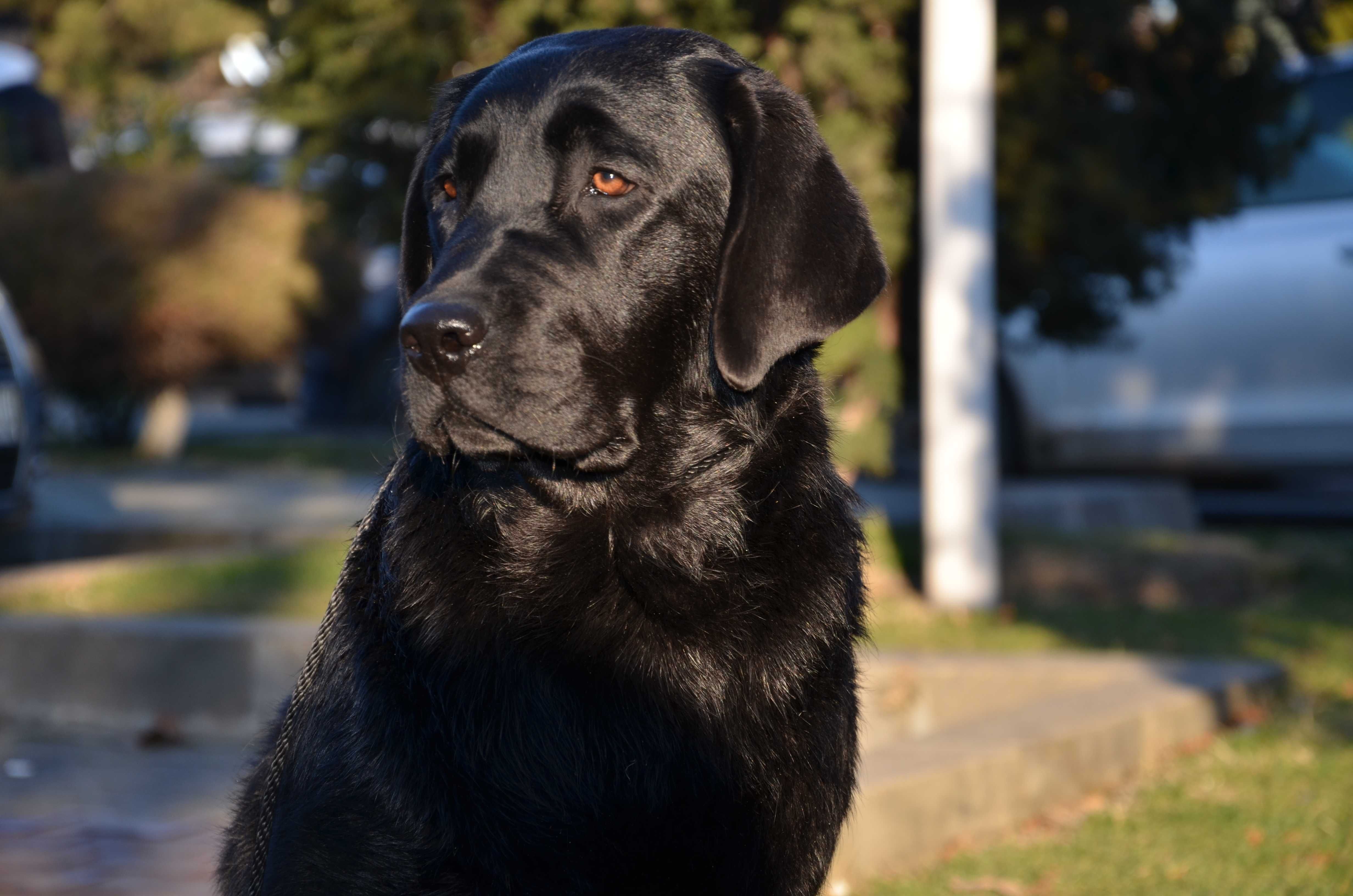 femela adulta negra de Labrador Retriever cu Pedigree A, 3 ani