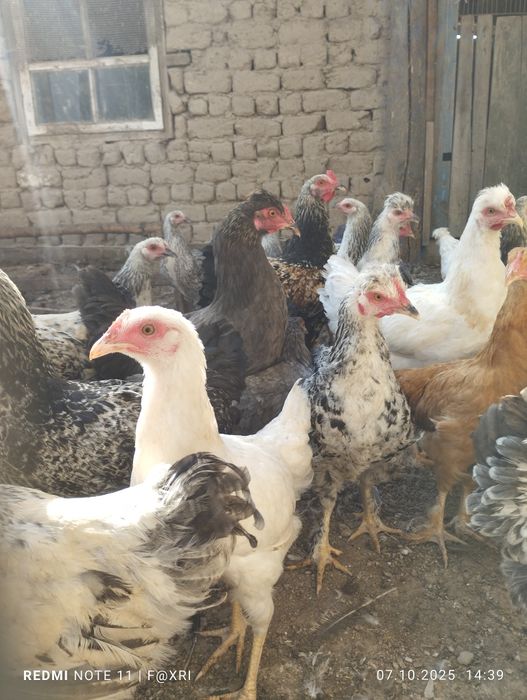 5 Oylik tovuq jojalar sotiladi hamma prvifka va vitaminlari qilingan.