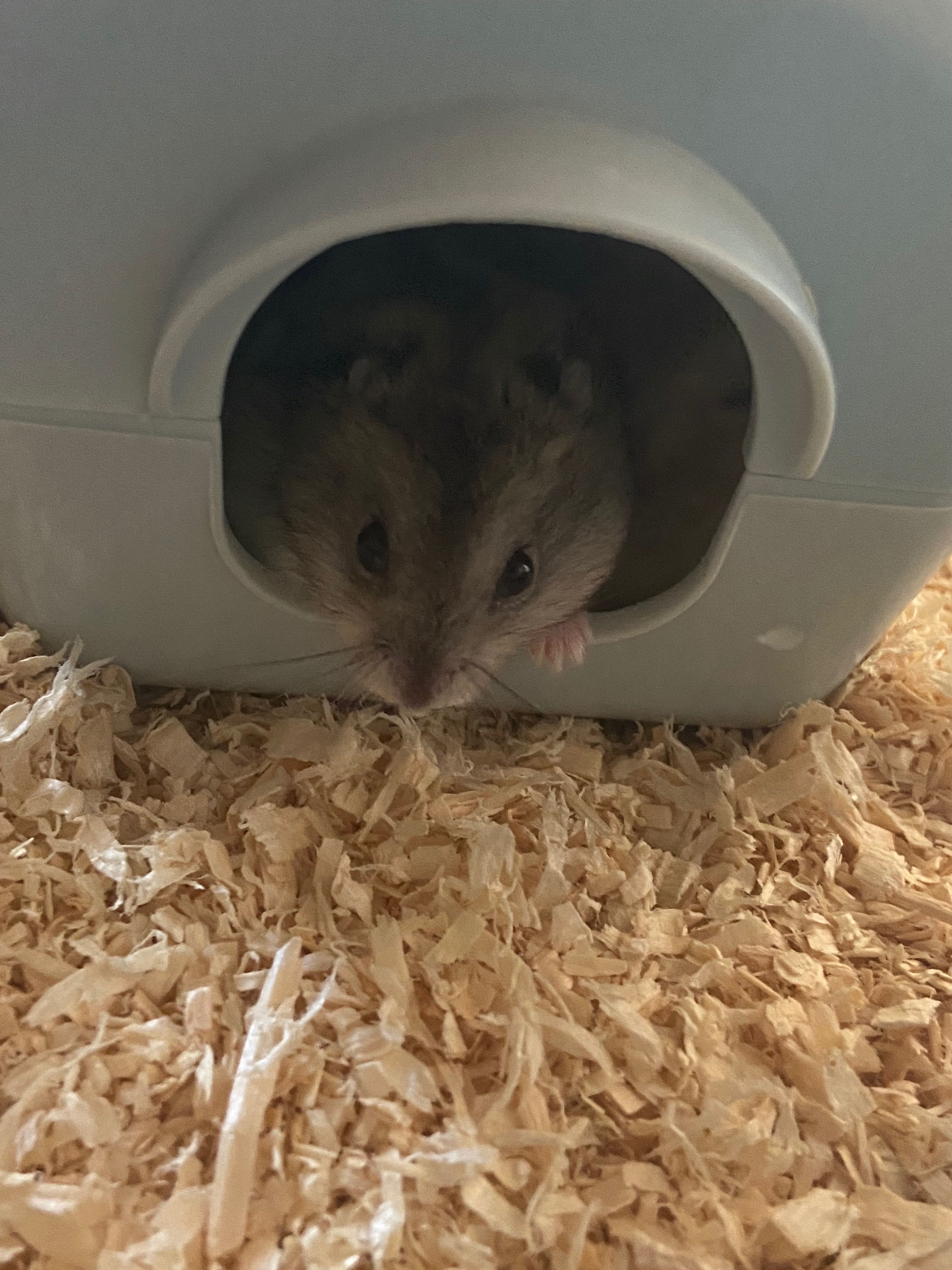 Vand hamsterii cu tot cu cusca!