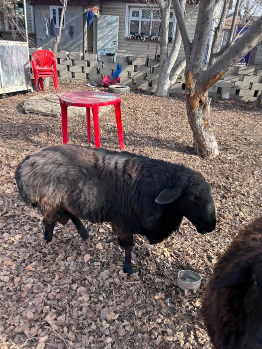 Қошқар 2,5 жас сатам  бағасы 150 мың Алматы қаласы Наурызбай ауданы 41