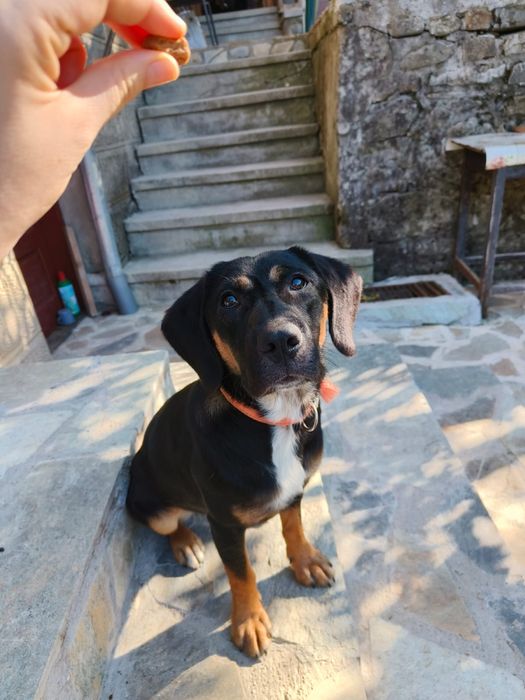 Donez cățelușă de șapte luni