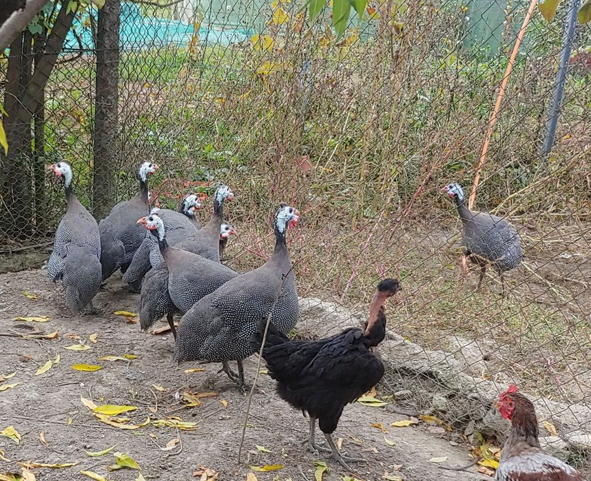 Bibilici pirchite de carne