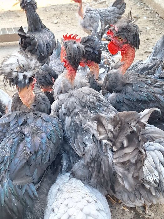Cocoși,pui ,rațe carcasă