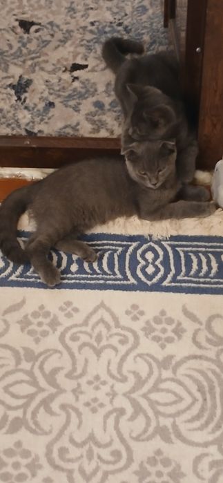 Scotish fold õg'il bola