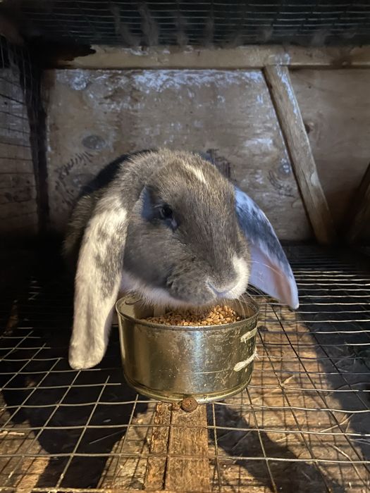 Кролики порода вислоухая