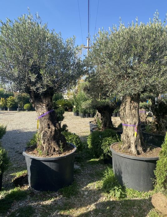 Măslini seculari transportul este gratuit
*avem toate dimensiunile.
*p