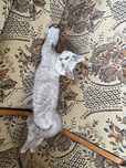 British shorthair lila