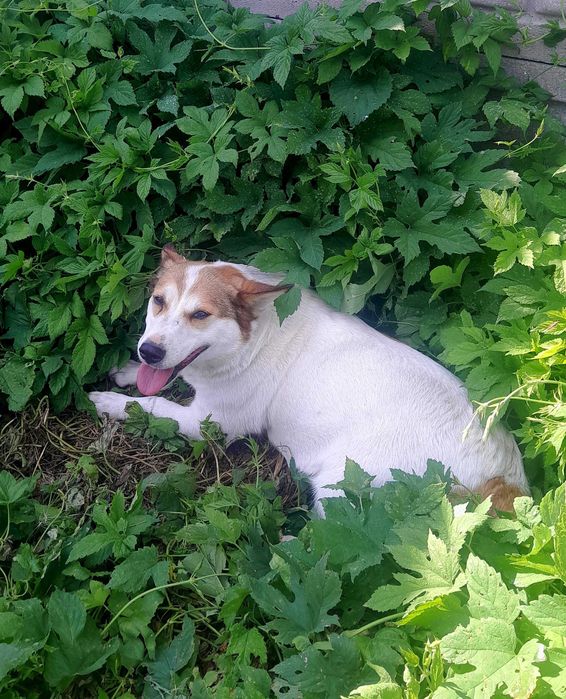 Собака-улыбака ищет дом. Кастрирована. Прошла ОСВВ