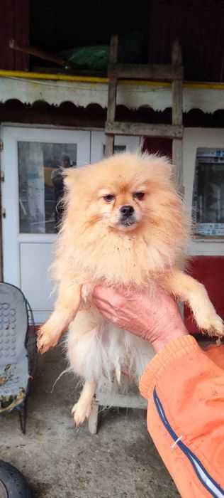 Femela Pomerian Talie Mica