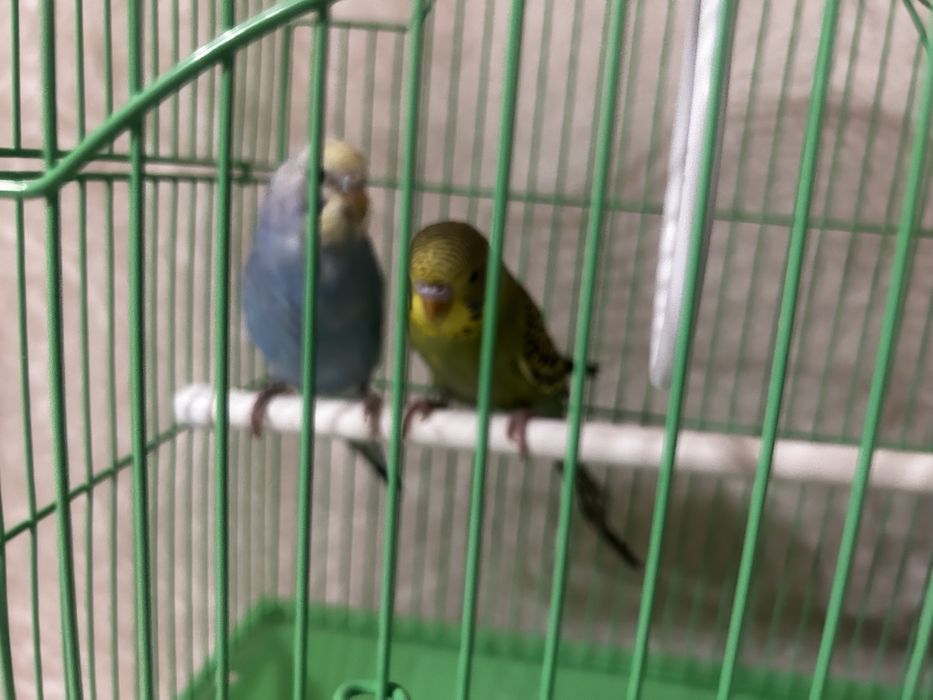 Попугай птица#))