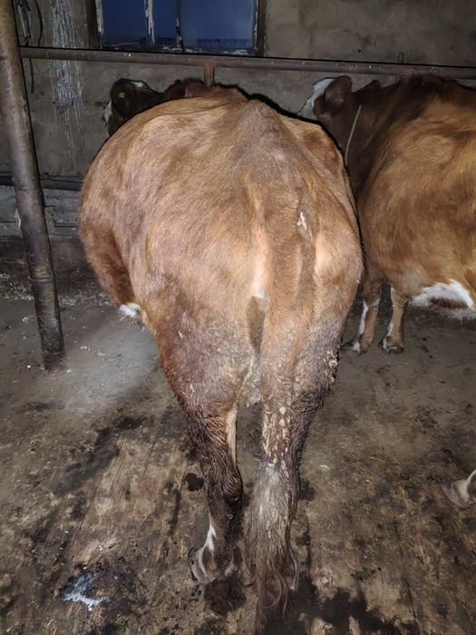 Сиыр сатылады (3-туған) семіз. Қурайлыда тұр.