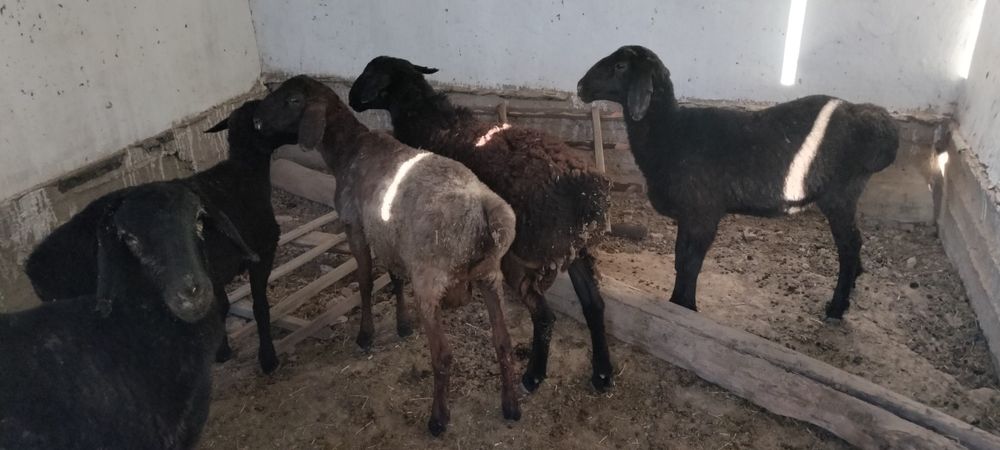 Екі еркек бір ұрғашы тоқтылар сатылады