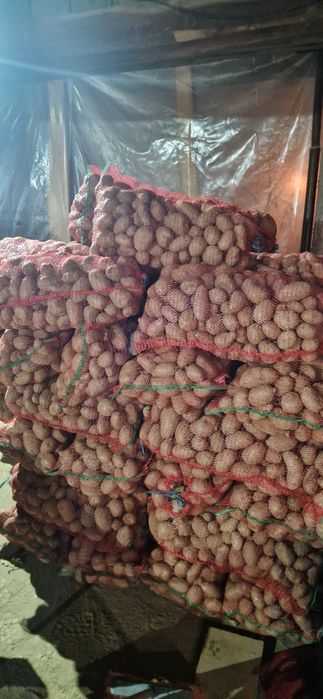 Vând cartofi de consum