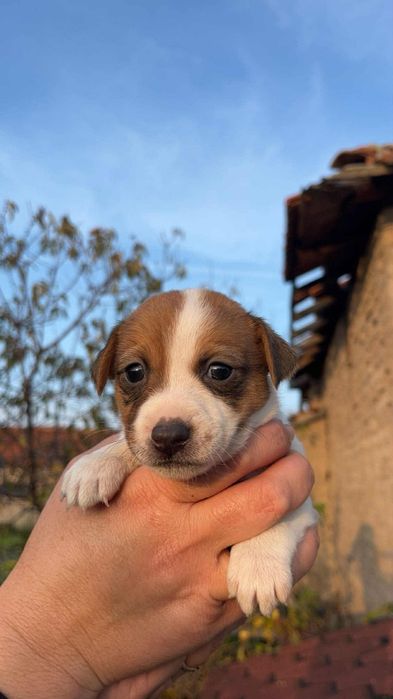 Джакчета момчета и момичета!