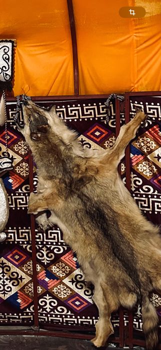 Каскыр тери волчи шерсть