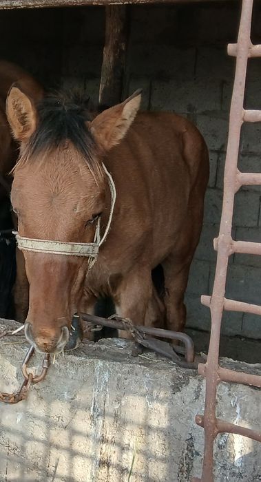 Жабағы сатылады көктемде тайға шығады дені сау