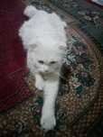 Zotdor Mushuk hadyaga beriladi 1 yosh jinsi qiz.Faqat yaxshi odamlarga