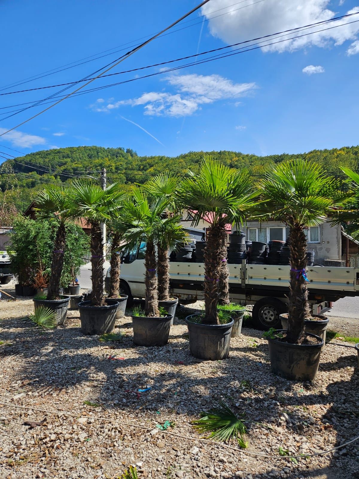 Palmieri trachycarpus fortunei, rezistenți la -18 grade