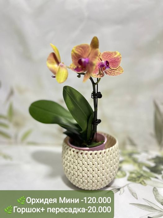 Орхидея мини, Антуриум, Спатифиллум вариегатный и др расте