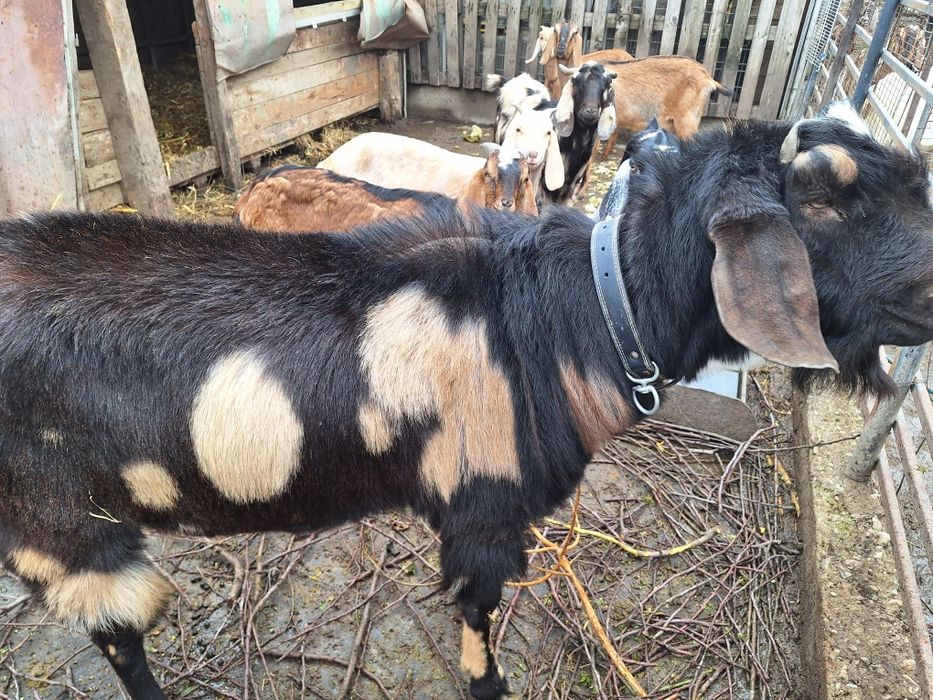 Vind capra nubien mascul