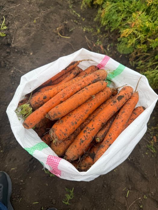 Ceapă si Morcov de vanzare