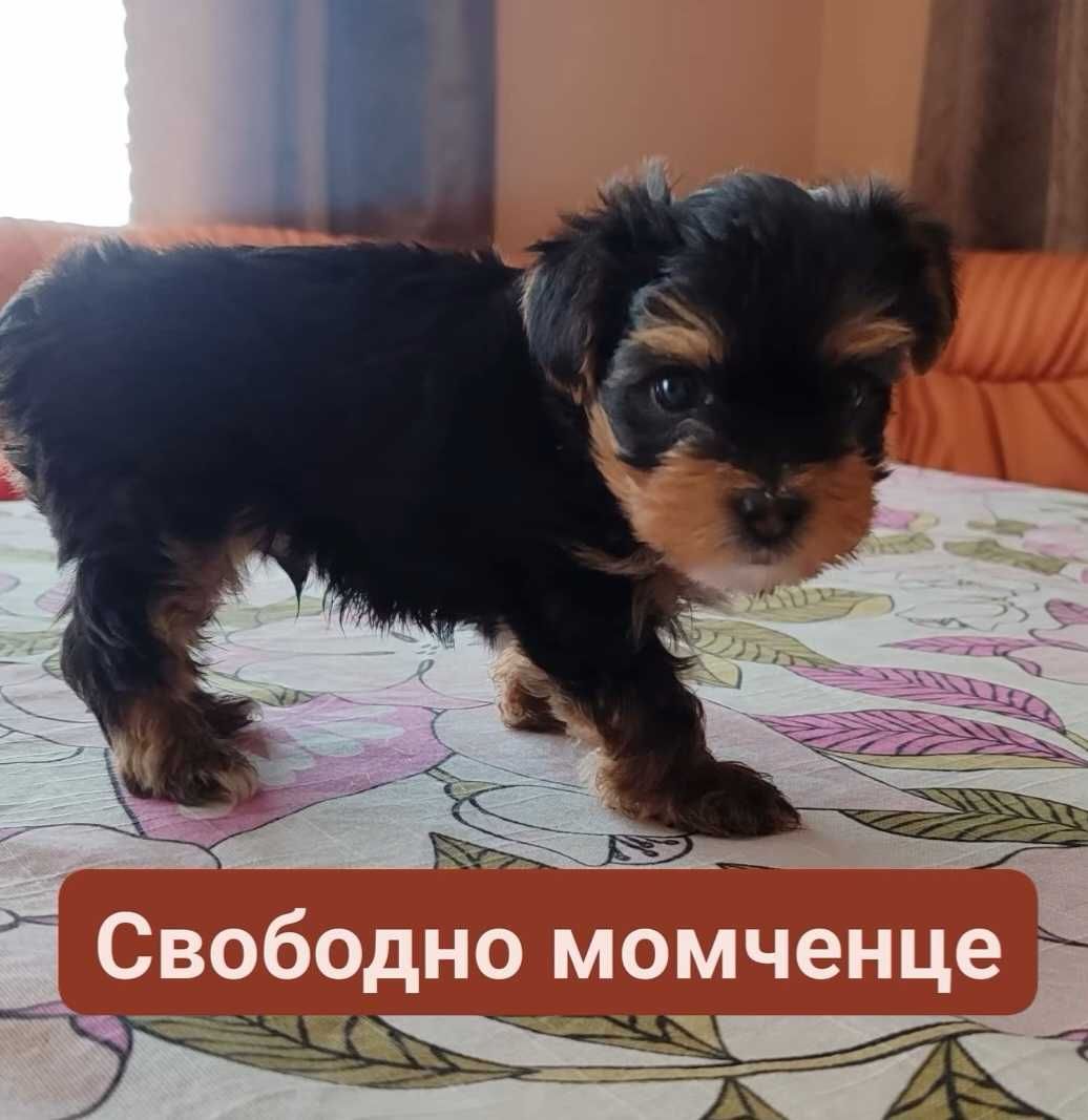 Мини йорки на два месеца