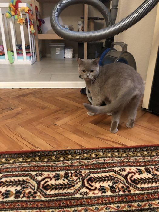 Чистокръвно британско момче на 5 месеца с родословие