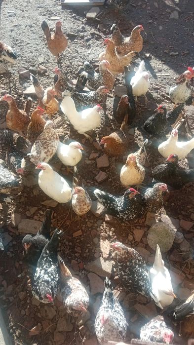 Vând găini și cocosi pitici