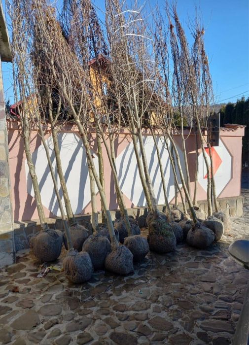 Copacii ornamentali 3m - 7m oriunde in tara fara avans